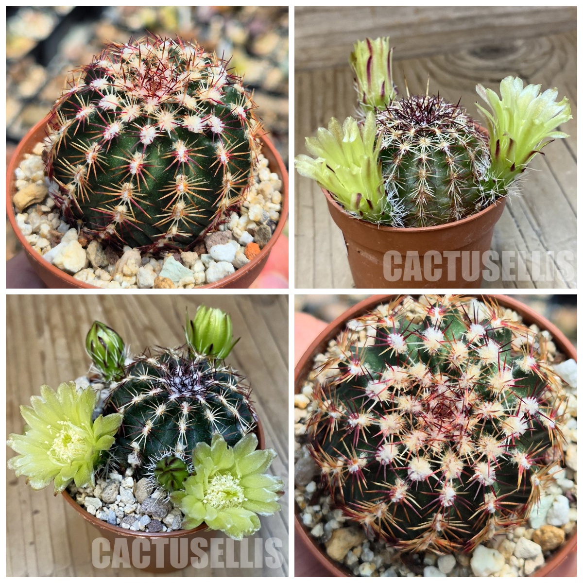 LOT1180 20 SEEDS/20 СЕМЕНА Echinocereus viridiflorus harvest 2026