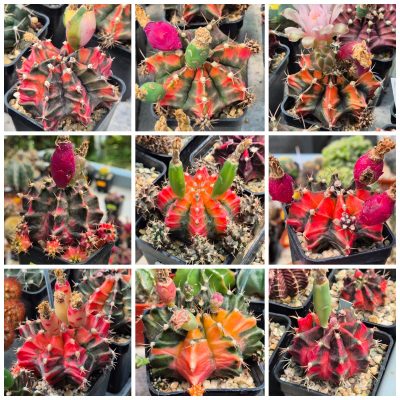 LOT1181 20 SEEDS/20 СЕМЕНА  Gymnocalycium mihanovichii f. variegata harvest 2026