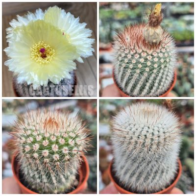 LOT1183  20 SEEDS/20 СЕМЕНА Parodia scopa  2026