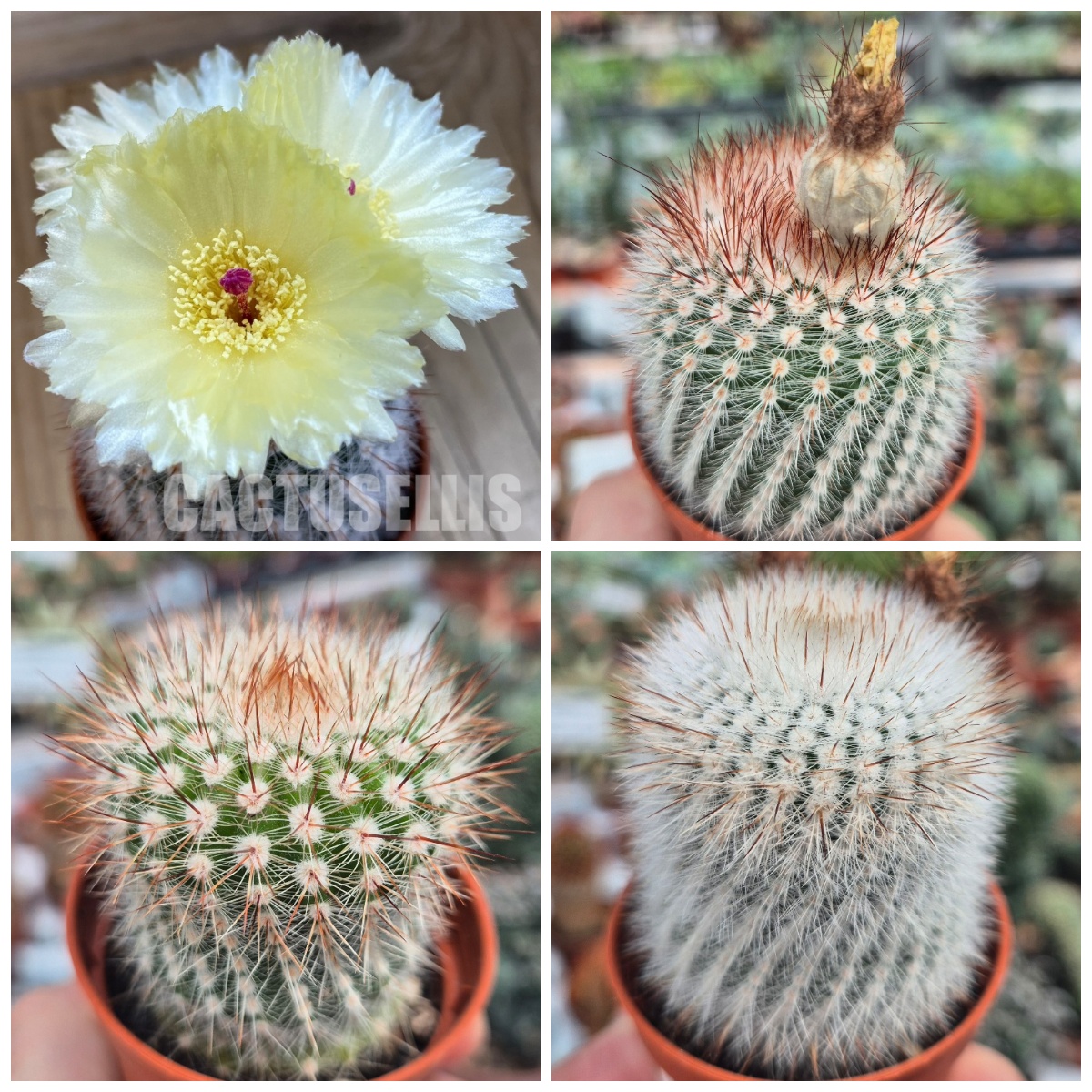 LOT1183 20 SEEDS/20 СЕМЕНА Parodia scopa 2026