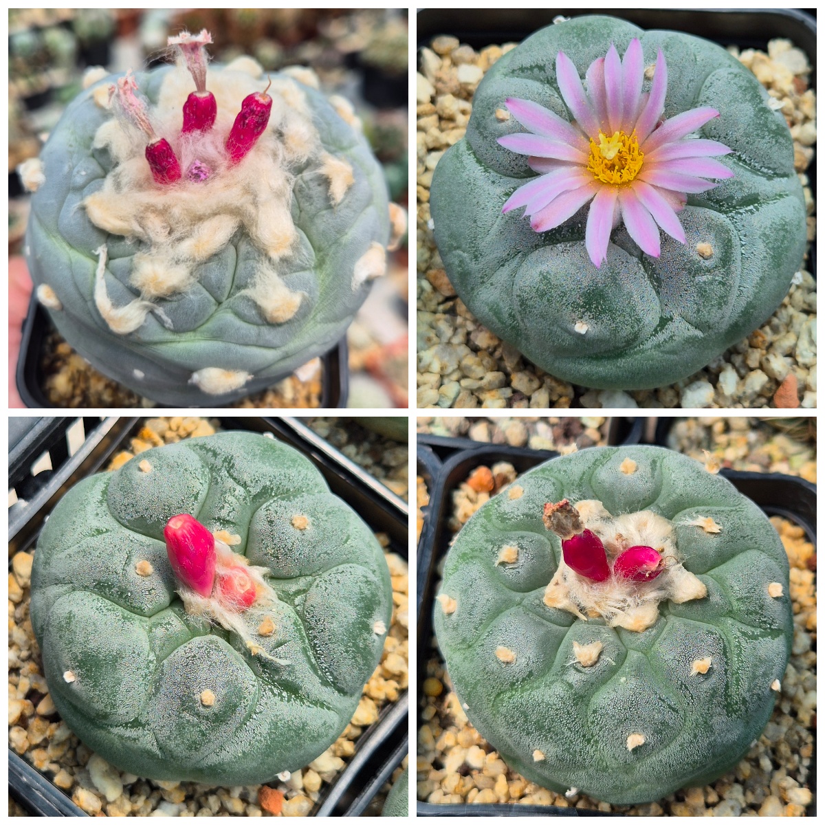 LOT1184 10 SEEDS/10 СЕМЕНА Anhalonium frichii -Thailand- hybrid 2026