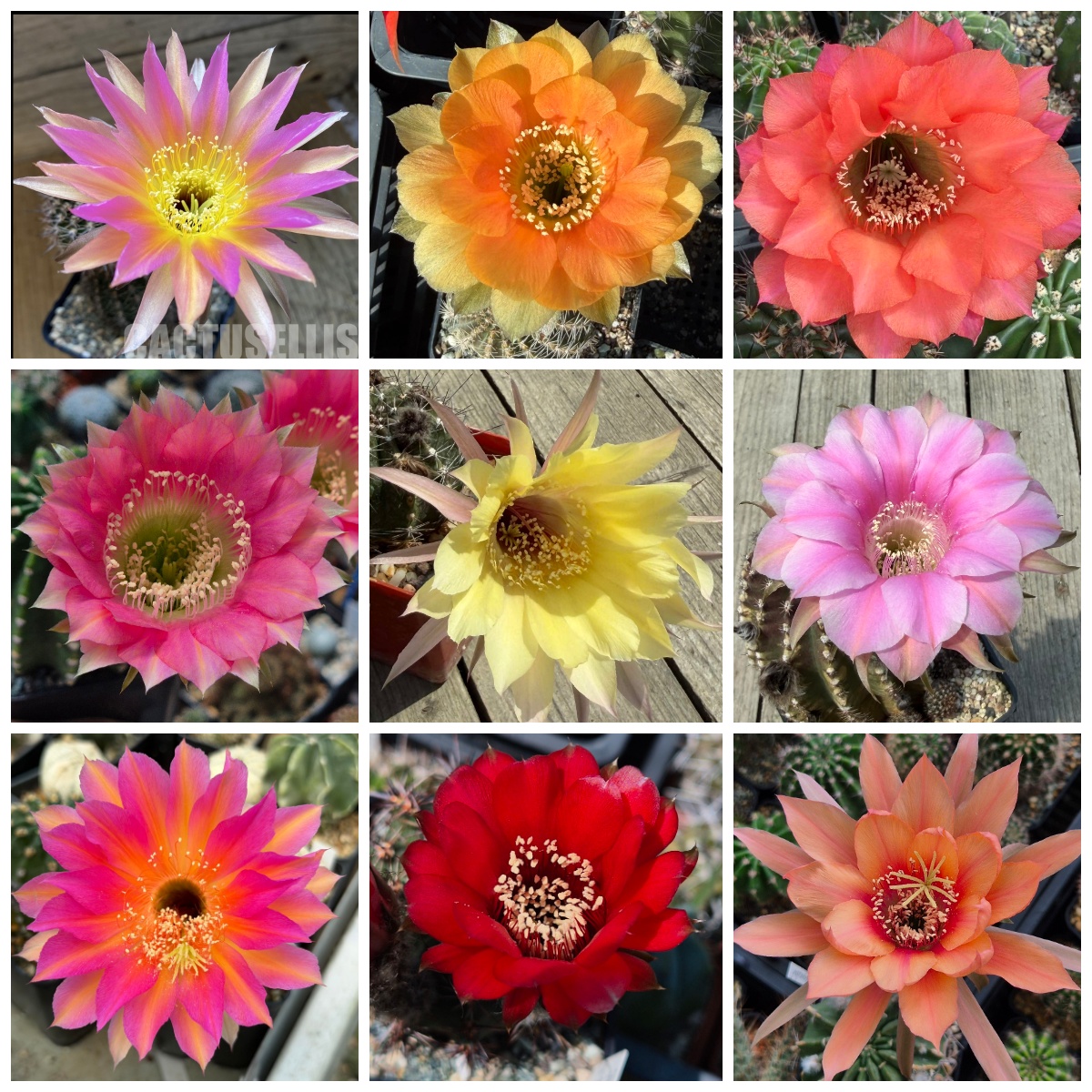 LOT1185 20 SEEDS/20 СЕМЕНА Echinopsis hybrid mix 2026