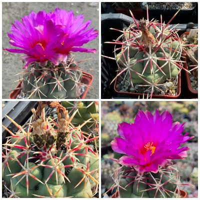 LOT1187  10 SEEDS/10 СЕМЕНА Thelocactus  heterochromus harvest 2026