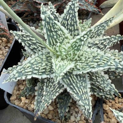LOT1188 Aloe 10SEEDS/10СЕМЕНА  Aloe TCT hybrid S01 harvest 2026
