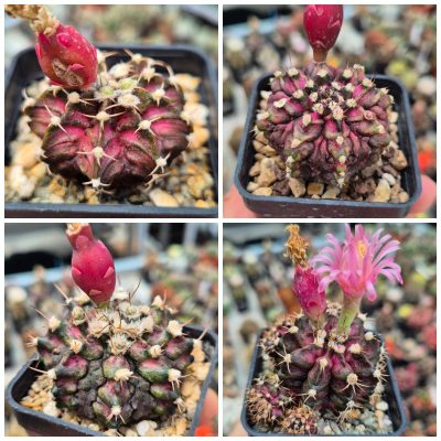 LOT1189 20 SEEDS/20 СЕМЕНА  Gymnocalycium mihanovichii 'T-Lux' hybrid  harvest  2026