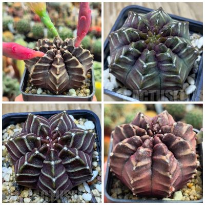 LOT1190 20 SEEDS/20 СЕМЕНА  Gymnocalycium mihanovichii ‘Nana’ x ‘Day Dream’  harvest  2026