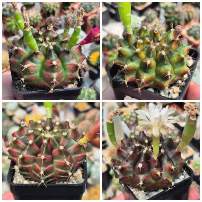 LOT1191 20 SEEDS/20 СЕМЕНА  Gymnocalycium mihanovichii ‘Neon Green’ + ‘Neon Braun’ harvest 2026