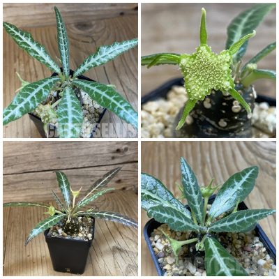 LOT500 5 SEEDS/5 СЕМЕНА Dorstenia lancifolia harvest 2026