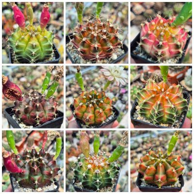 LOT802 20 SEEDS/20 СЕМЕНА Gymnocalycium mihanovichii ‘Neon’ hybrid  harvest 2026