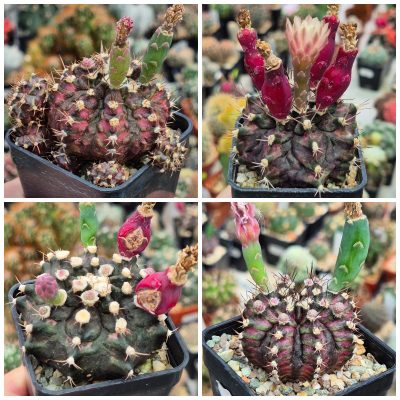 LOT841 20 SEEDS/20 СЕМЕНА  Gymnocalycium mihanovichii 'T-Rex' hybrid  harvest  2026
