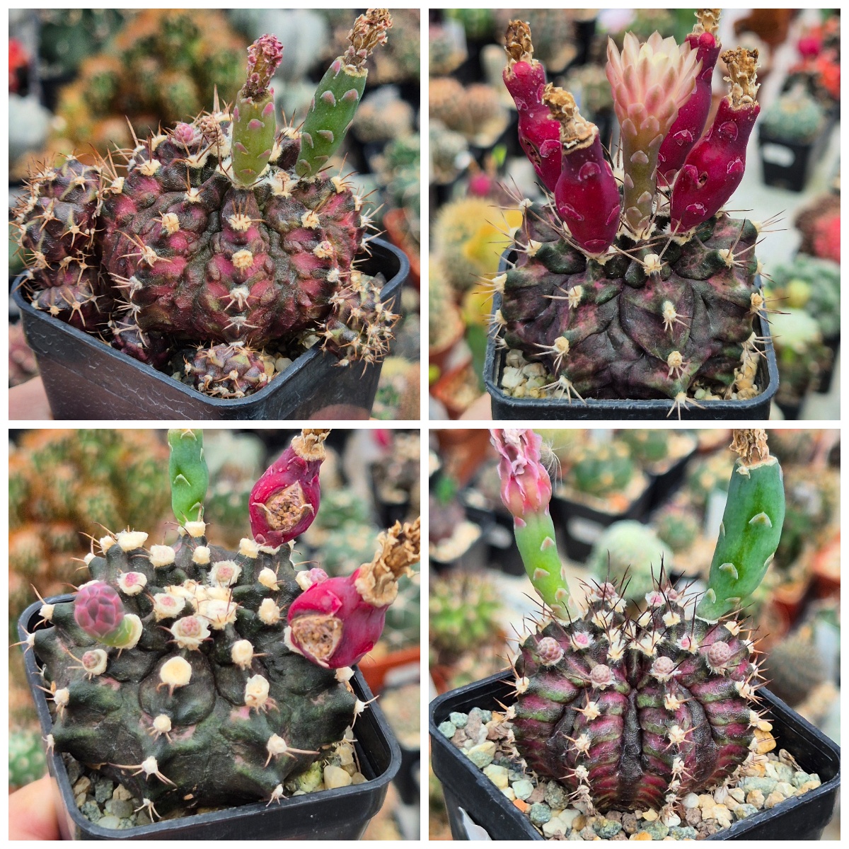 LOT841 20 SEEDS/20 СЕМЕНА Gymnocalycium mihanovichii 'T-Rex' hybrid harvest 2026