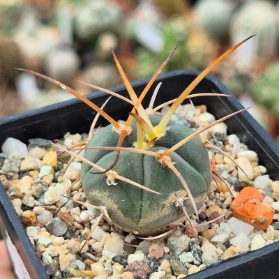 VVG31948 Gymnocalycium cardenasianum -Khores- seedling