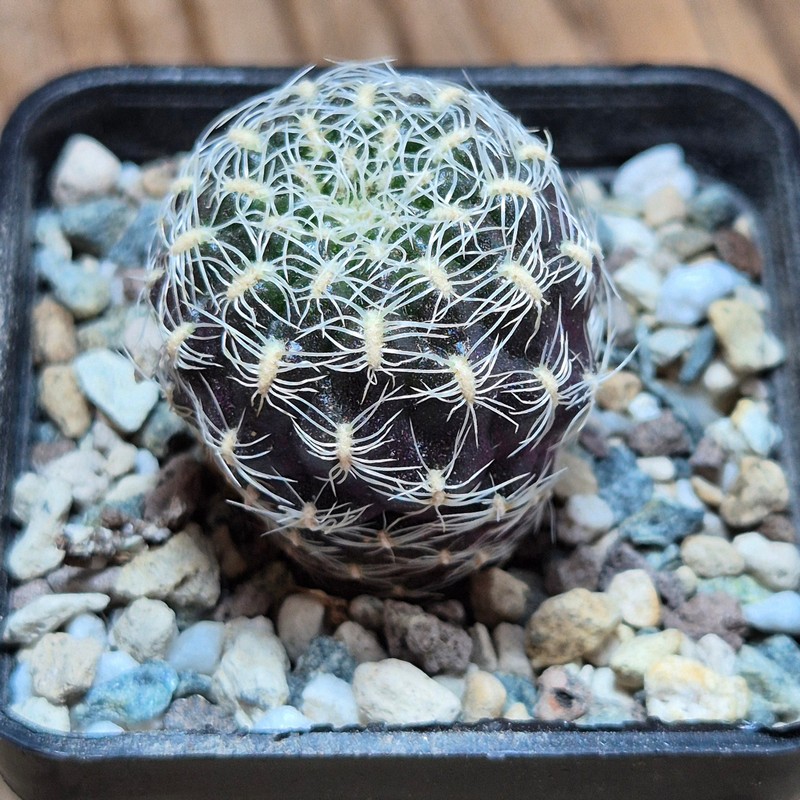 VVG37244 Sulcorebutia roberto-vasquezii MS seedling - Image 2