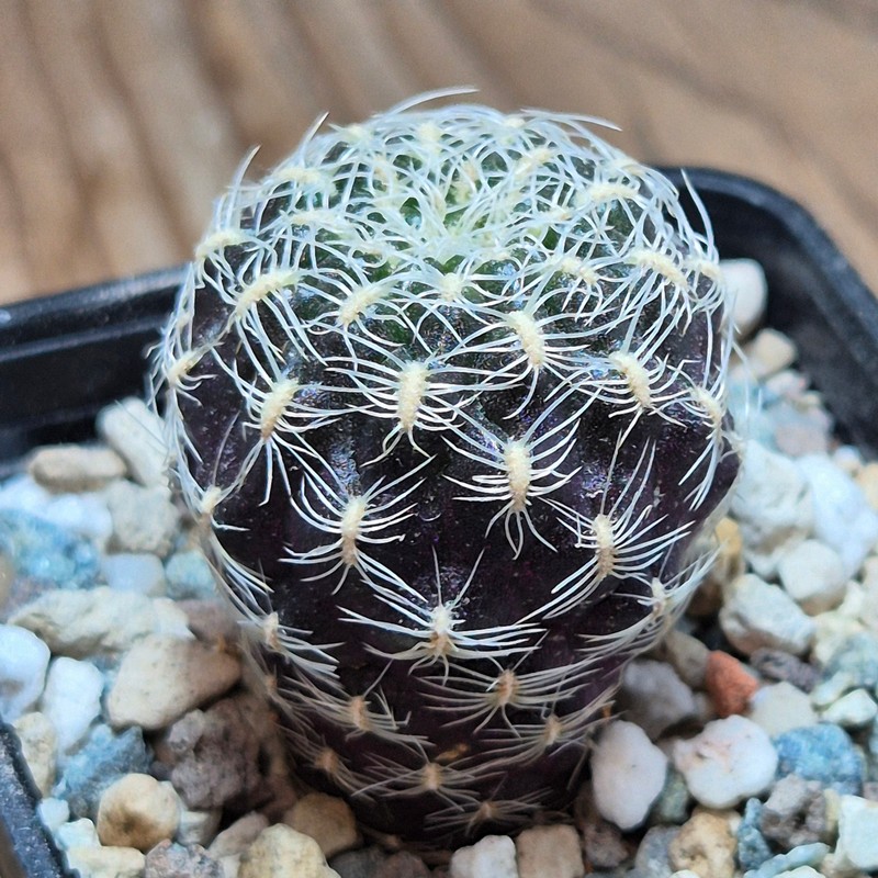 VVG37244 Sulcorebutia roberto-vasquezii MS seedling