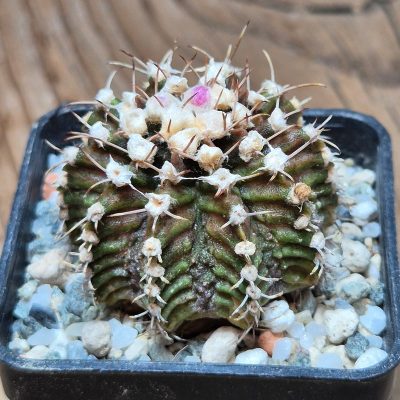 VVG37245 Gymnocalycium mihanovichii 'T-Rex'