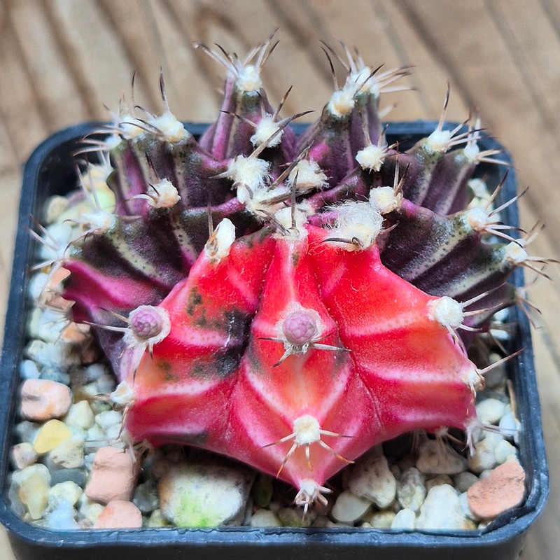 VVG37246 Gymnocalycium mihanovichii f.variegata seedling