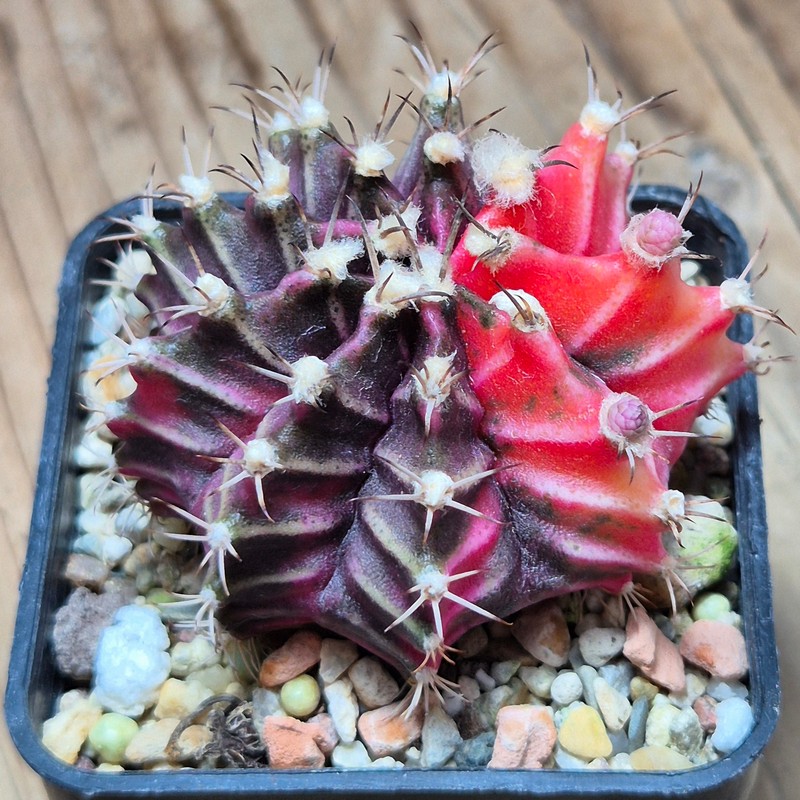 VVG37246 Gymnocalycium mihanovichii f.variegata seedling - Image 2