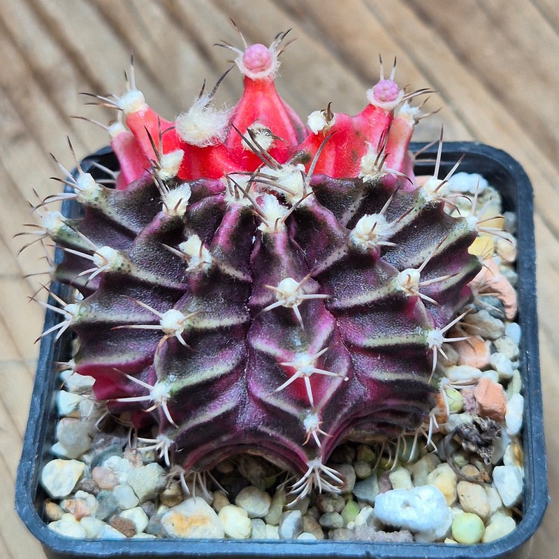 VVG37246 Gymnocalycium mihanovichii f.variegata seedling - Image 3