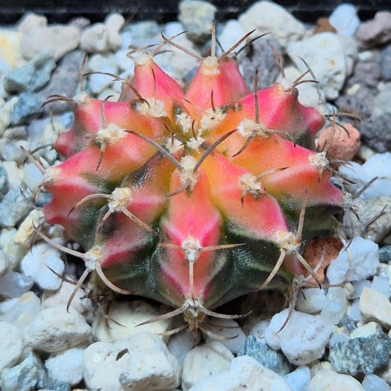 VVG37248 Gymnocalycium mihanovichii f.variegata VVG17 cutting