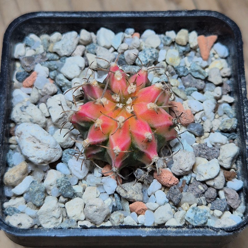 VVG37248 Gymnocalycium mihanovichii f.variegata VVG17 cutting - Image 2