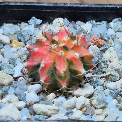 VVG37249 Gymnocalycium mihanovichii f.variegata VVG17 cutting