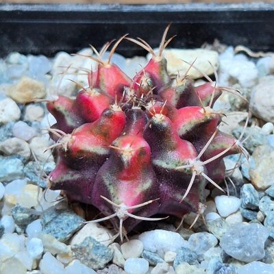 VVG37250 Gymnocalycium mihanovichii f.variegata VVG19 cutting