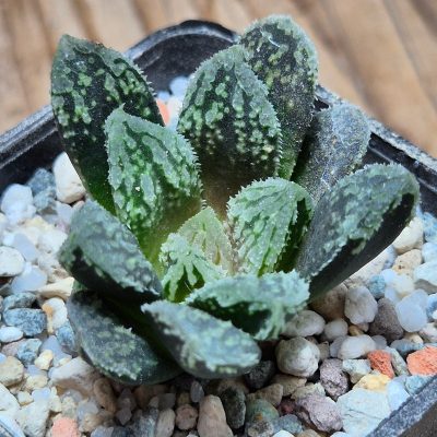 VVG37251 Haworthia VVG30 x ‘Gorbi’ F2 hybrid