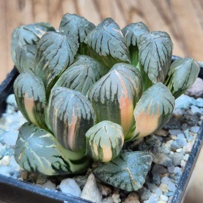 VVG37252 Haworthia obtusa 'Black' f. variegata