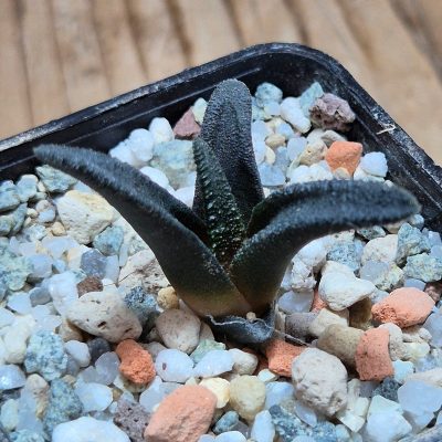 VVG37254 Haworthia sordida