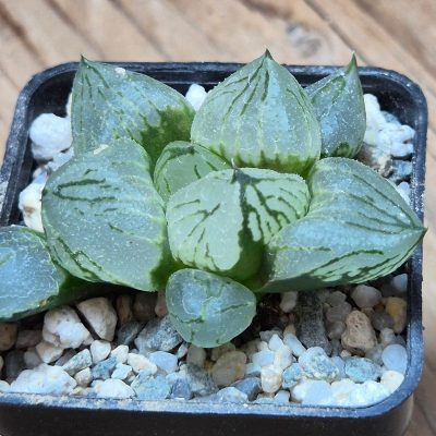 VVG37255 Haworthia comptoniana mutant ‘Corn Poppy’