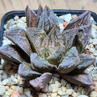 VVG37256 Haworthia VVG30 x 'Yulia'