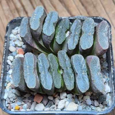 VVG37257 Haworthia truncata ex f.variegata