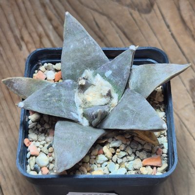 VVG37258 Ariocarpus retusus own roots 10 years old