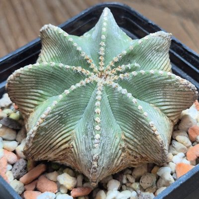 VVG37259 Aztekium hintonii 15 years old, own roots