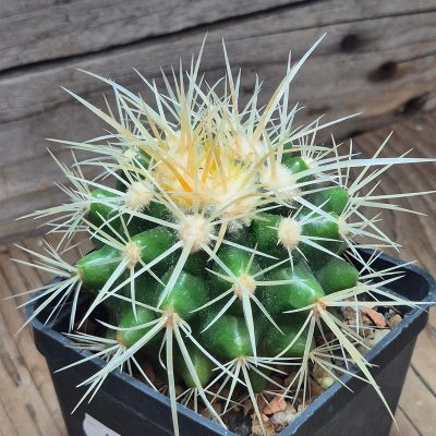 VVG37260 Echinocactus grusonii seedling