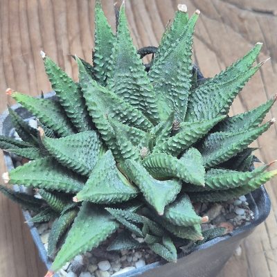 VVG37261 Haworthia limifolia -Ubombo-