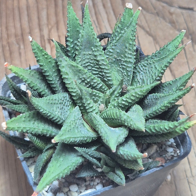 VVG37261 Haworthia limifolia -Ubombo-