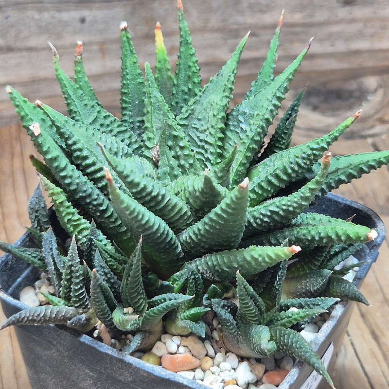 VVG37261 Haworthia limifolia -Ubombo- - Image 2