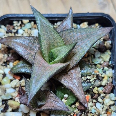 VVG37262 Haworthia coriacea x venosa clon 4