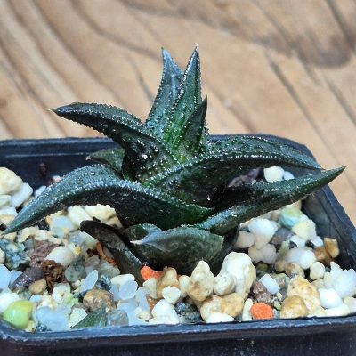 VVG37263 Haworthia nigra
