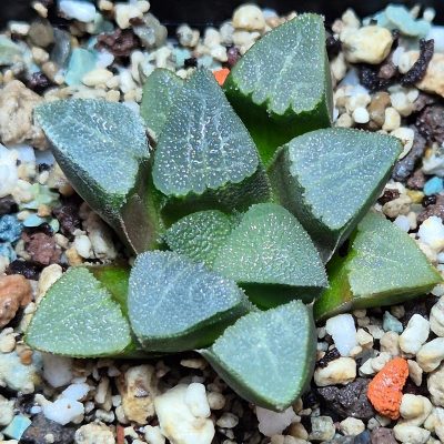 VVG37264 Haworthia bayeri -Kammanassie Dam- seedling