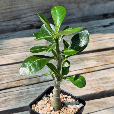 VVG37265 Adenium obesum hybrid mix  seedling