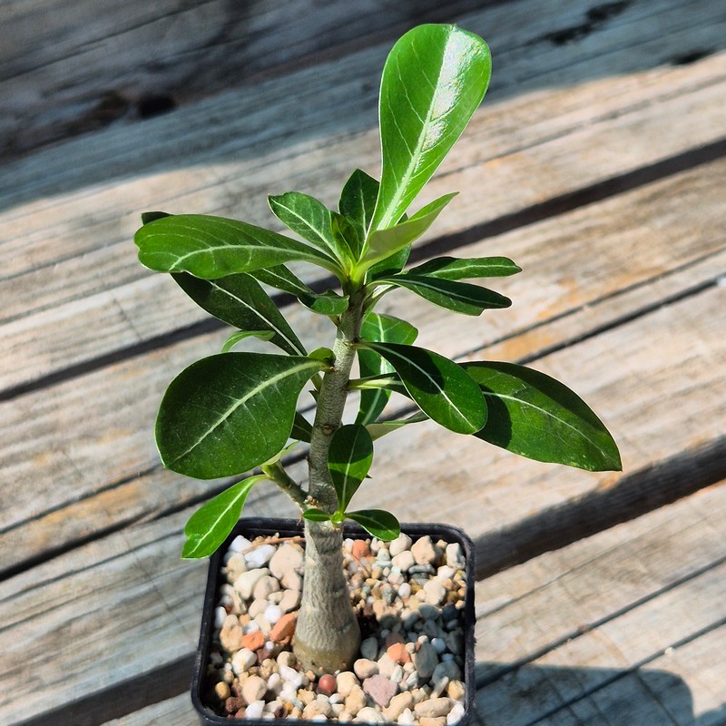 VVG37265 Adenium obesum hybrid mix seedling - Image 2