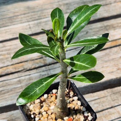 VVG37266 Adenium obesum hybrid mix  seedling