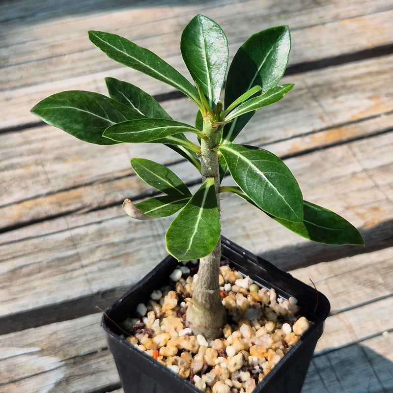 VVG37266 Adenium obesum hybrid mix seedling - Image 2