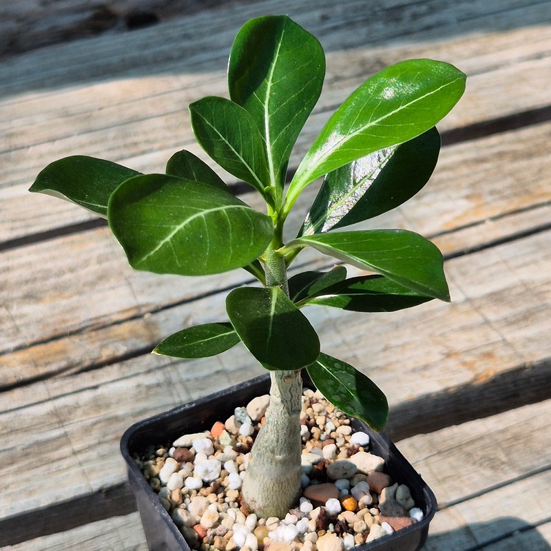VVG37267 Adenium obesum hybrid mix seedling - Image 2