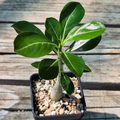 VVG37267 Adenium obesum hybrid mix  seedling