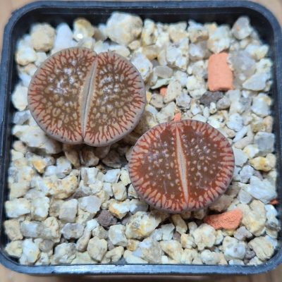 VVG37764 Lithops aucampiae v. euniceae LMP4 2 plants seedling