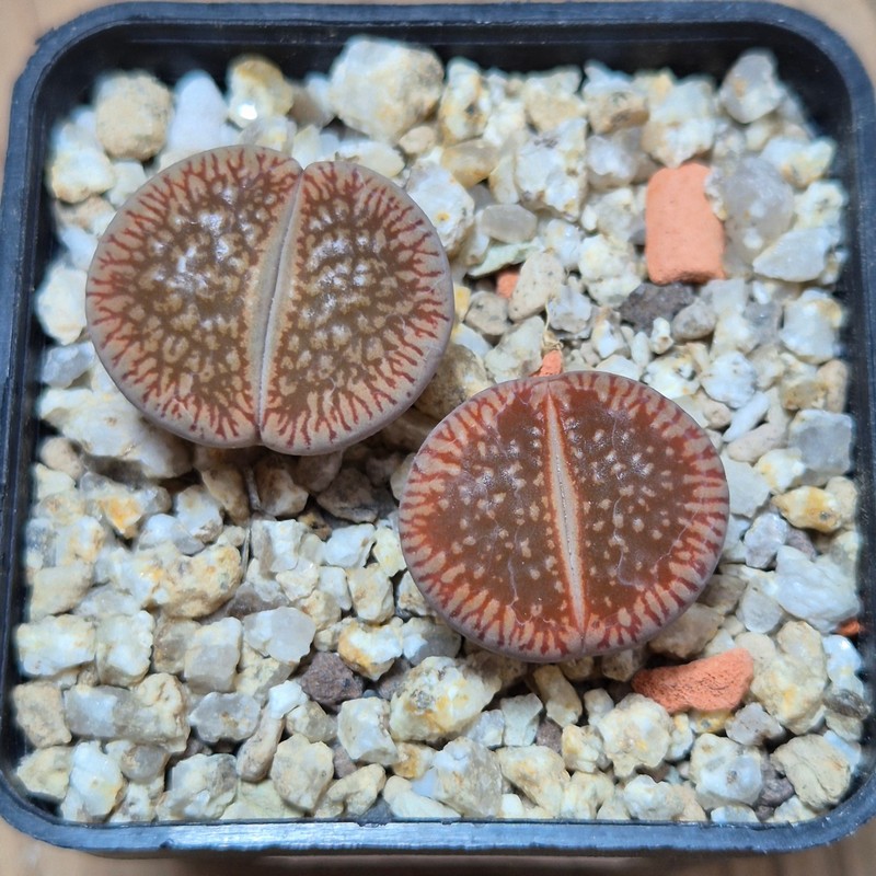 VVG37764 Lithops aucampiae v. euniceae LMP4 2 plants seedling