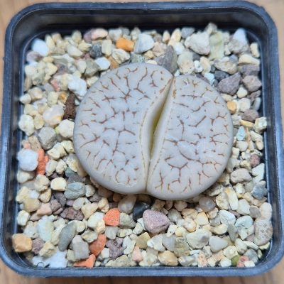 VVG37765  Lithops gracilidelineata